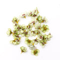 50/100pcs Multicolor Daisy Flower