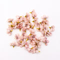 50/100pcs Multicolor Daisy Flower