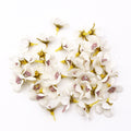 50/100pcs Multicolor Daisy Flower
